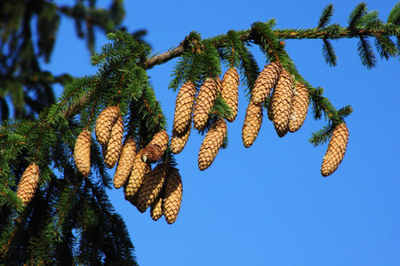 Pine cones on the branch