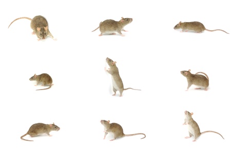 rat isolated on a whiteの写真素材