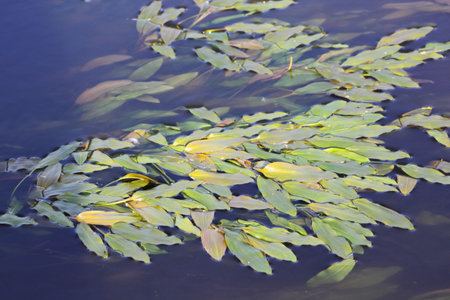 Green algae on the water 