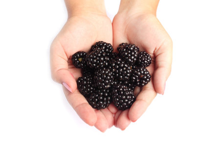 Blackberries in woman handsの写真素材