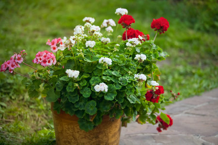 pelargonium in a flowerpot outdoor