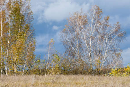   The autumn birch forest and the field of ryeの写真素材