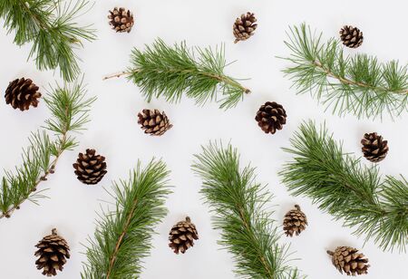 Natural flat lay background pattern with larch branches and pine cones on whiteの写真素材