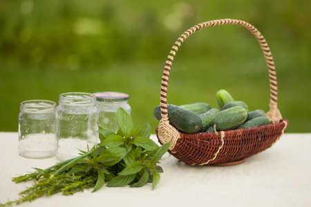 Ingridirts for macking pickles. Cucumbers and greenery. の写真素材
