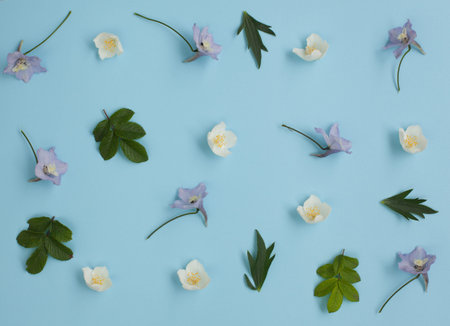 Floral pattern made of delphinium, wild rose leaves,  jasmine on blue background. Flat lay, top...