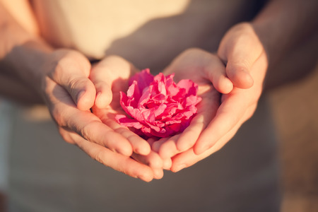 Love and happiness concept. Woman and man hand holding wilde rose.の写真素材