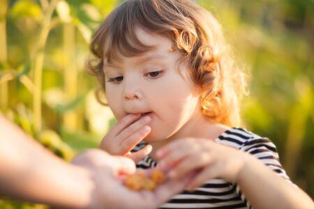 Adorable happy little curly girl eating yellow raspberriesの写真素材