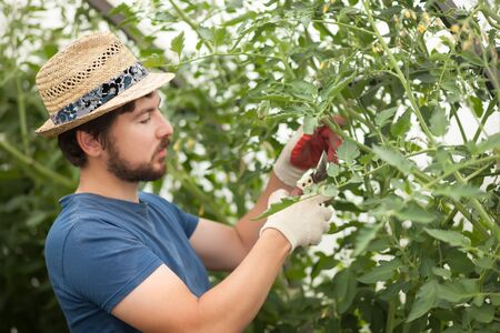 farming, gardening, agriculture, farmer wearing straw hat and gloves with secateurs at farm greenhouse, growing tomato plantsの写真素材