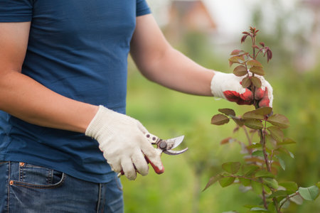 Man gardener cut or trim rose bush with secateur tool in the garden outdoors. Growing roses, pruner...