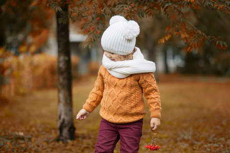 Cute toddler girl wearing sweater, knitted hat and scarf, walking in the park. fall, red and yellow leavesの写真素材