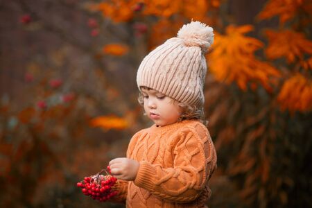 Cute toddler girl wearing sweater, knitted hat and scarf, holding rowanberry. fall, red and yellow leavesの写真素材