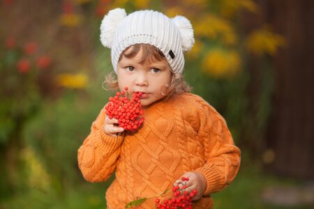 Cute toddler girl wearing sweater, knitted hat and scarf, holding rowanberry. fall, red and yellow leavesの写真素材