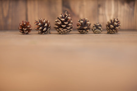 Wooden pattern with pine cones, copyspace, empty space for text