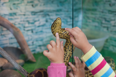 Two little kids at exotic zoo, closeup photo - children hands on terrarium glass, watching and observingの写真素材
