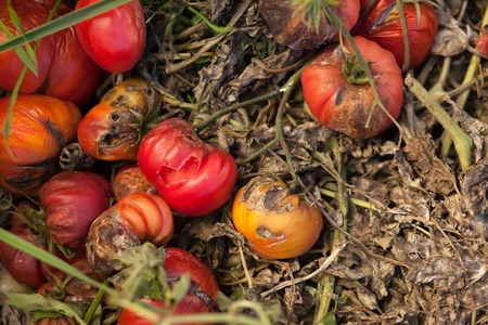 Tomato Stricken Phytophthora (Phytophthora Infestans). Ripe red tomatoes get sick by late blightの写真素材