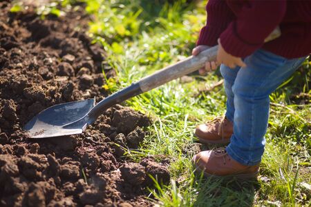 Closeup: shovel at baby's hands, little gardener. Garden works. Digging fieldの写真素材