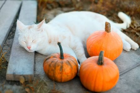 Horizontal sunlight photo of a white cat and squashes harvest.の写真素材
