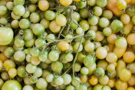 Unripe green cherry tomatoes, fighting plant disease concept, autumn gardeningの写真素材
