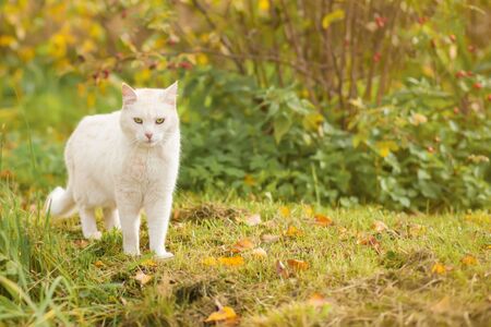 White cat walking outdoors, autumn day, yellow foliageの写真素材