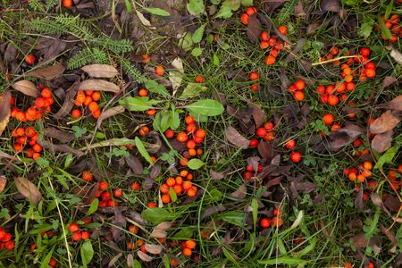 Rowan berries at the grass, fall day, natural background, octoberの写真素材