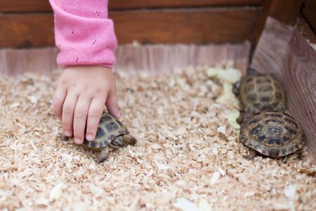 Children contact exotic zoo, little kid touching turtleの写真素材