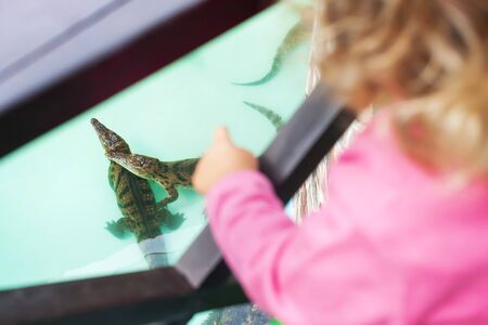 Little girl at exotic zoo, watching and observing crocodilesの写真素材
