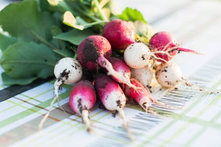 Growing vegetables. Freshly harvested radish on the table.の写真素材