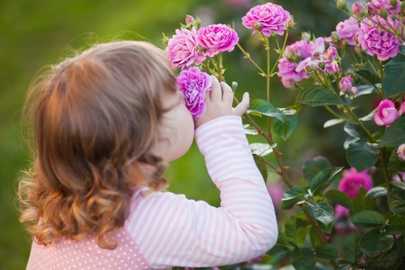 Adorable toddler girl smelling garden roses, summer dayの写真素材