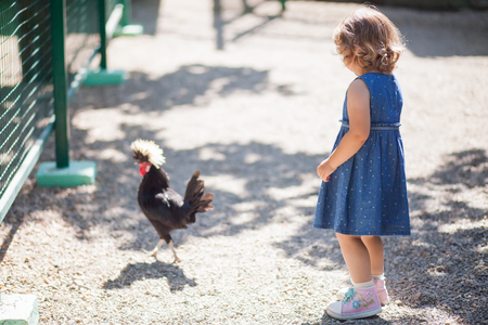 Adorable little girl in the zoo, looking at the chiken, child discovering farm lifeの写真素材