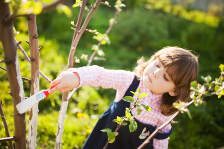 Little girl covering the tree with white paint to protect against rodents, spring garden work, whitewashed treesの写真素材
