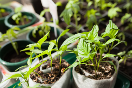 Planting chili pepper seedlings, small capsicum plants grown from seeds, springtimeの写真素材