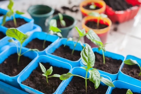 Planting chili pepper seedlings, small capsicum plants grown from seeds, springtimeの写真素材