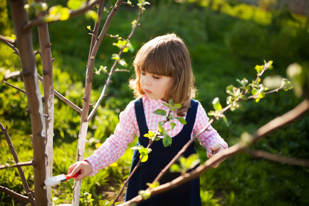 Little girl covering the tree with white paint to protect against rodents, spring garden work, whitewashed treesの写真素材