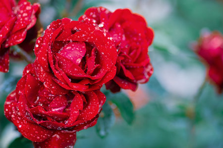 Red roses blooming in the garden after the rain, toned photoの写真素材