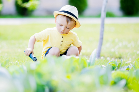 Cute toddler boy working in the garden, harvest of cabbage. Countryside, little farmer.の写真素材