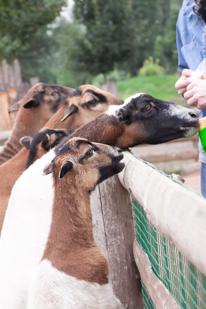 People feeding goats at the petting zoo, Prague