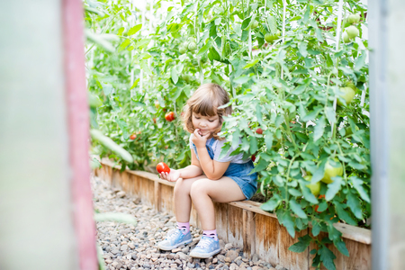 Little kid gardener eating organic tomato at the greenhouse, agriculture and childの写真素材