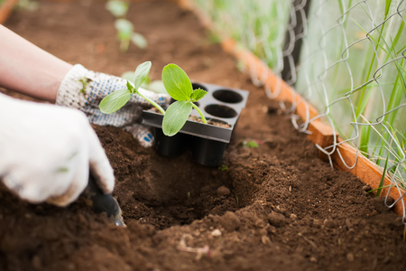 Spring garden work: planting cucumber seedling with gloves in the vegetable gardenの写真素材