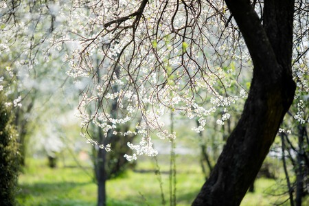 Cherry blossoms at the park, spring sunny day, April.の写真素材