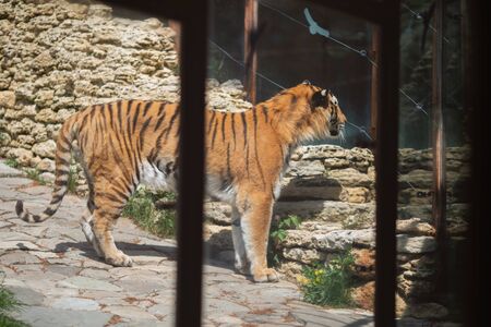 Poor deer in the zoo over the fence, close up.の写真素材
