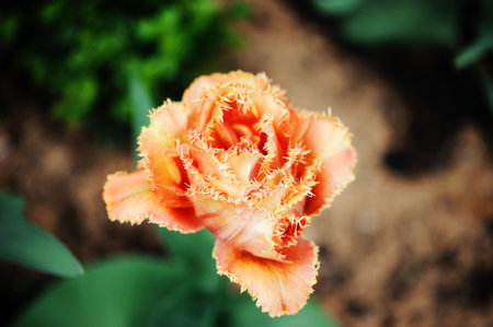 Bred orange tulips in the spring sunshine
