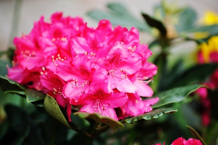 Beautiful bright pink rhododendron flowers outdoor on the sunshineの写真素材