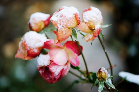 View of beauty garden rose under the snowの写真素材