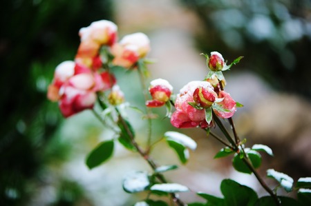 View of beauty garden rose under the snowの写真素材