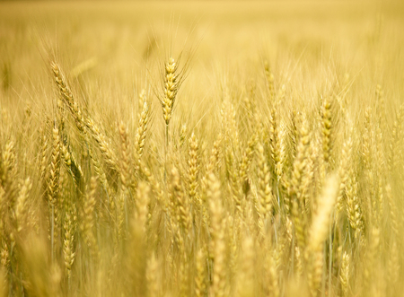 Field of wheat at sunny summer dayの写真素材