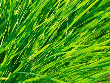 Close-up of green grass at sunny dayの写真素材