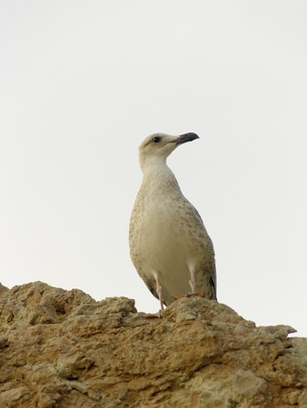 Seagull on the lightbrown rock against white backgroundの写真素材