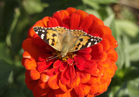 Spotted brown butterfly on the red flowerの写真素材