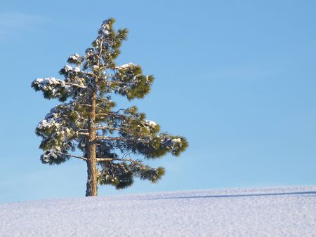 Green solitary pinetree on snow against blue skyの写真素材