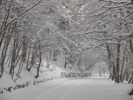 Snow-covered road under the arch of snow-cowered branches of treesの写真素材